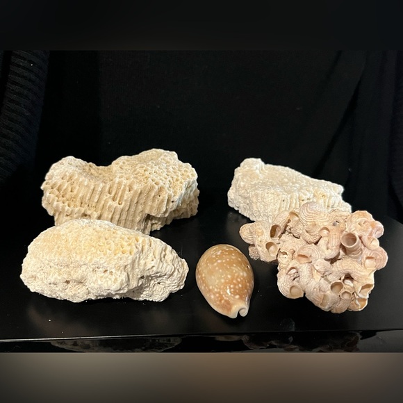 Other - Coral